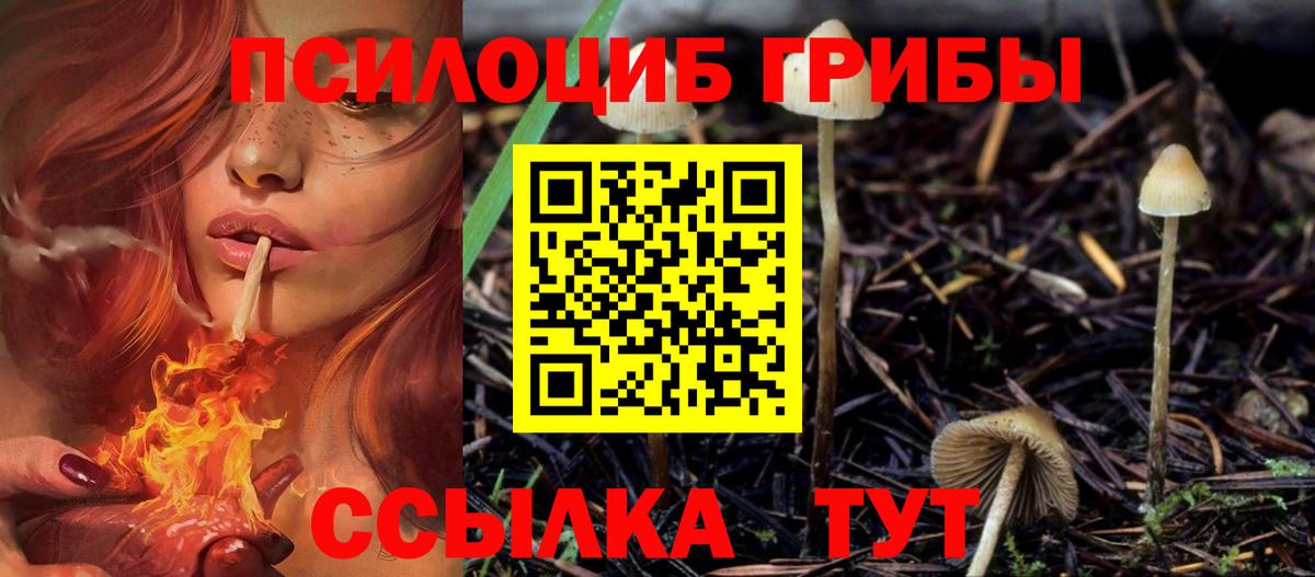 Псилоцибиновые грибы Psilocybe Зеленогорск